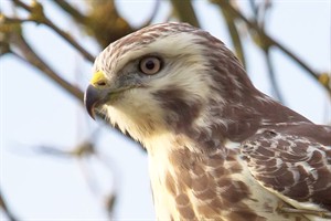 Buizerd