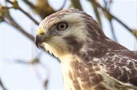 Buizerd, Oostvaardersplassen, Oostvaardersplassen