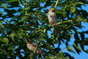 Mussen in de boom