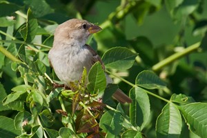 Mus in de boom