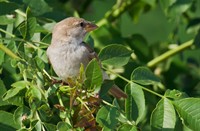 Mus in de boom