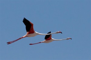 flamingo's