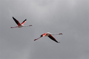 flamingo's