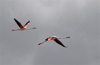 flamingo's