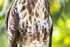 Buizerd