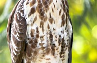 Buizerd