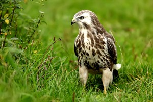 Buizerd