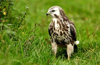 Buizerd, Dintelse Gorzen, Dintelse Gorzen