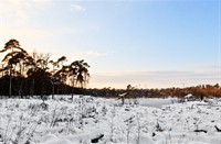 landschap, Oisterwijkse Bossen en Vennen, Oisterwijkse Bossen en Vennen