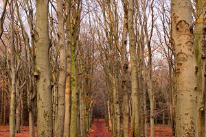 De laatste herfst bladen lagen op grond