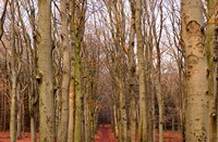 De laatste herfst bladen lagen op grond, Amerongse Bos, Amerongse Bos