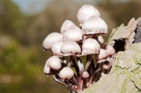 paddestoelen, Amterdamse Waterleidingduinen, Amterdamse Waterleidingduinen