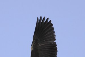 Blauwe reiger