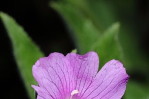 Een roze bloem (naam weet ik niet)