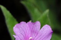 Een roze bloem (naam weet ik niet), bloem