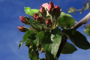 Appelbloemen in rode knopstadium