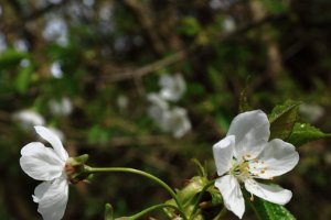 wilde bloemen