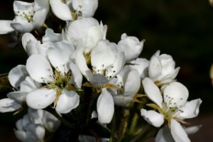 Bloesem van peren