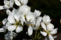 Bloesem van peren, Belgie, Unal Uzun