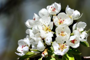 Perenbomen in bloei