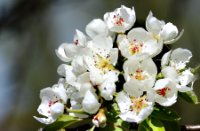 Perenbomen in bloei, Appeldijk