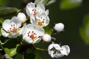 Bloesem van peren bomen