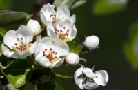 Bloesem van peren bomen, Appeldijk