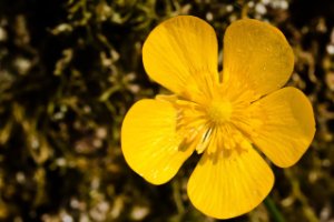 Kruipende Boterbloem in het natuurgebied Klein Profijt