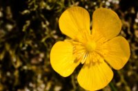 Kruipende Boterbloem in het natuurgebied Klein Profijt, Klein Profijt, Kruipende Boterbloem