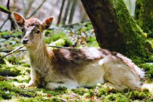 Damhert relaxed in de Amsterdamse Waterleidingduinen