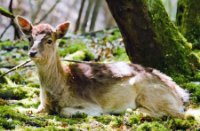 Damhert relaxed in de Amsterdamse Waterleidingduinen, Amsterdamse Waterleidingduinen, Damhert