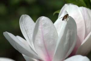 Magnolia is trekpleister voor bijen