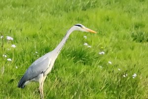 Blauwe reiger loert naar voedsel