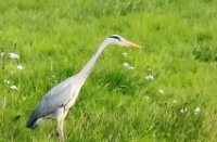 Blauwe reiger loert naar voedsel