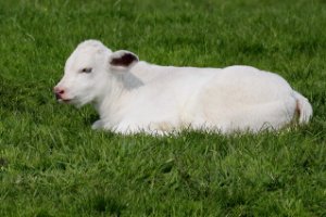 kalf die in de wei geniet van het mooie weer