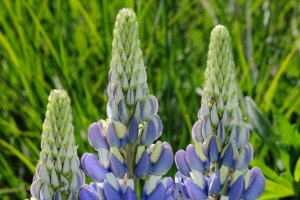 blauwe lupine