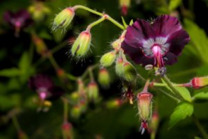 donker rood stokbloem