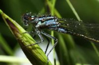 blauw libel, Nationaal Park De Biesbosch, blauw libel