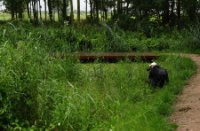 Landschappen  , Het Staelduinse Bos, Het Staelduinse Bos