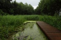 Landschappen, Het Staelduinse Bos, Het Staelduinse Bos