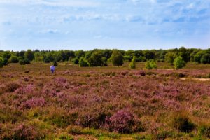 Ermelosche heide