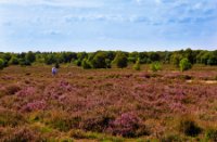 Ermelosche heide, Ermelosche heide, Ermelosche heide