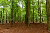 hoge bomen , Liesbos, hogebomen