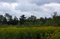 Landschap, Rucphense Bossen, Landschap