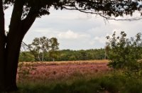 Landschap, Rucphense Bossen, landschap