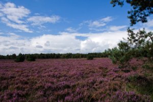 Struikhei veld in het natuurgebied Rucphense Bossen