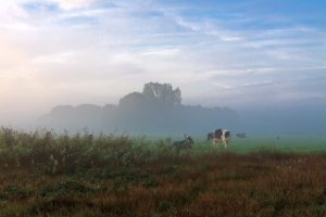 Koeien op weiland