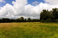 landschap, Natuurgebied Loetbos