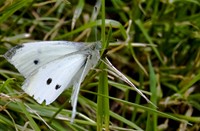 vlinder, Natuurgebied Loetbos, vlinder 