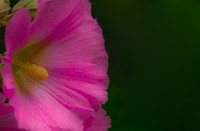 bloem, Natuurgebied Loetbos, bloem